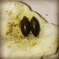 مهره انگشتر گردنبند|جواهرات|شیراز, گلکوب|دیوار