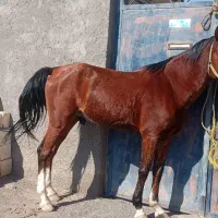 نریون|اسب و تجهیزات اسبسواری|بم, |دیوار