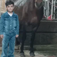 اسب|اسب و تجهیزات اسب‌سواری|سیاهکل, |دیوار