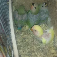 جوجه سرلاکی طوطی برزیلی