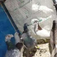 کوهی دورگ|پرنده|باوی, |دیوار