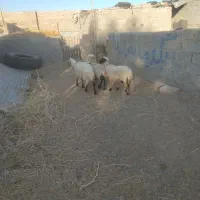 گوسفند|حیوانات مزرعه|رفسنجان, |دیوار