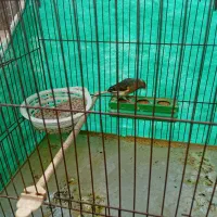 قناری ماده|پرنده|کبودرآهنگ, |دیوار