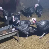 بو قلمون نرو ماده