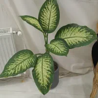 کارگر ساده خانم نیازمندیم