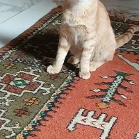 واگذاری گربه ۵ ماهه