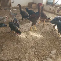 خروس لاری|حیوانات مزرعه|هشترود, |دیوار