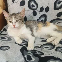 گربه ۴ماهه ملوس و بازیگوش