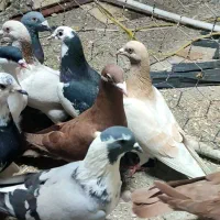 کبوتر پرشی|پرنده|تاکستان, |دیوار