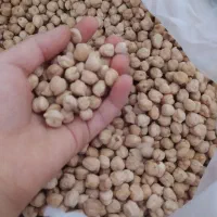 نخود لوبیا سفید محلی خوش پخت