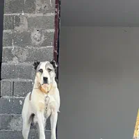 توله خراسانی|سگ|کوچصفهان, |دیوار