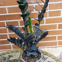 زامفولیا بلک|گل و گیاه طبیعی|گتاب, |دیوار