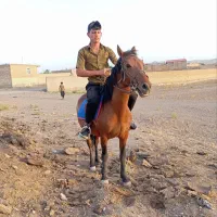 اسب نریان|اسب و تجهیزات اسبسواری|خوشاب, |دیوار