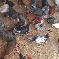 نیمچه مرغ و خروس ۶ ماهه ۲۰ عدد|حیوانات مزرعه|ارومیه, |دیوار