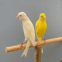 قناری سفید کاکلی