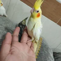 جوجه عروس چلوندنی|پرنده|زهک, |دیوار