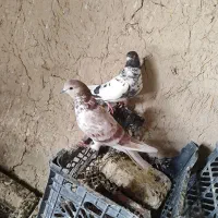 کفتر پرشی حاجی آباد|پرنده|حاجی آباد, |دیوار