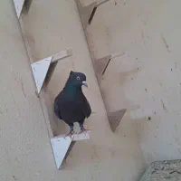 کبوتر .پرنده ماده زاغ دمسفید