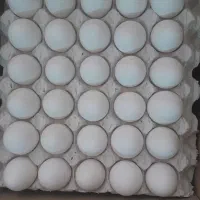 تخم مرغ کارتنی ۱۱۵۰ هزار