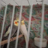 عروس هلندی|پرنده|مشهد, پنجتن|دیوار