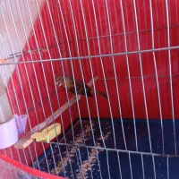 قناری|پرنده|ماهان, |دیوار