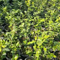 کاملیا|عمدهفروشی|واجارگاه, |دیوار