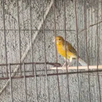 قناری نر سالم، جوجه و کهنه، رنگ متنوع