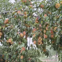 باغ/۲۳۸۰متر/روستای ژان|فروش دفتر صنعتی، کشاورزی، تجاری|دورود, |دیوار