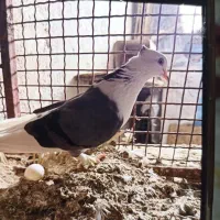 کبوتر بوشهری