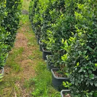 یاس هلندی جعبه ۴۰ و سطل ۱۰|خدمات باغبانی و درختکاری|نوشهر, |دیوار