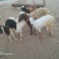 سلام دوستان نری وبره شهر|حیوانات مزرعه|قشم, |دیوار