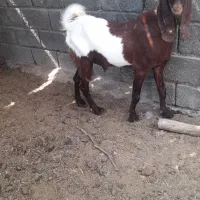 فروش چپشت|حیوانات مزرعه|رودان, |دیوار