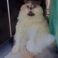 اسکاتیش|گربه|رشت, لاکان شهر|دیوار