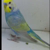 مرغ عشق رنگین کمان ها ورینبو بالغ  کاربا جوجه