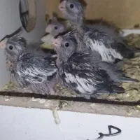 طوطی وایت فیس|پرنده|نکا, |دیوار