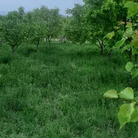 فروش باغ در روستای رند به متراژ ۲۰۰۰ متر