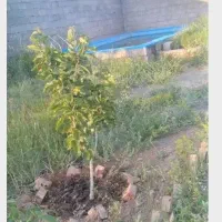 باغ ۵۰۰متری مرند روستای ارلان|فروش خانه و ویلا|کشکسرای, |دیوار