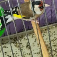 سهره سرخ سنندج تولک تمام شده درحال مست شدن