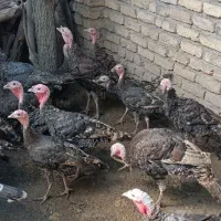 بوقلمون امسالی