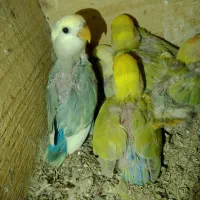 کوتوله برزیلی از سرلاک تا بالغ