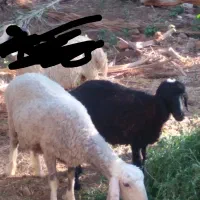 گوسفند فروشی