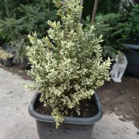 رایگان / طراحی و کاشت باغچه، فقط همین هفته|خدمات باغبانی و درختکاری|تهران, صادقیه|دیوار