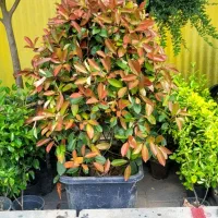 نیروی کار اقا جهت کار در گلخونه و باغچه کاری