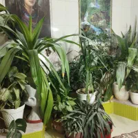 گل و گیاه|گل و گیاه طبیعی|مرودشت, الماس آباد|دیوار