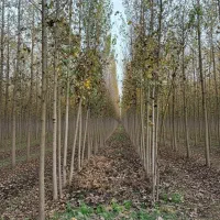 نیگرا ترکیه با کیفیت صادراتی و رشد تضمینی