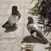 کبوتر جفتی سینه|پرنده|شیراز, ریاستی|دیوار