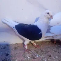 کفتر پشت گراف