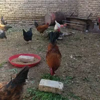 خروس خونگی بالغ جوان|پرنده|خاتم, |دیوار