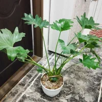 گل وگیاه برگ انجیری