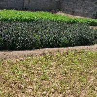 سبزی فروشی|حراج|شیراز, عادل آباد|دیوار